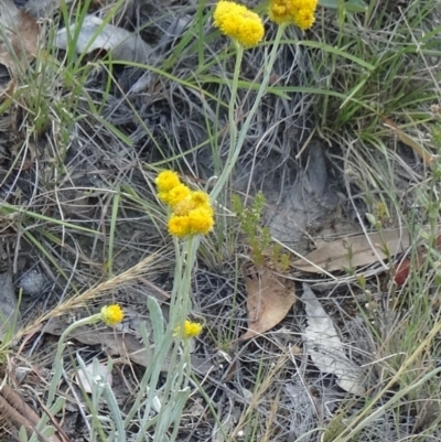 Chrysocephalum apiculatum (Common Everlasting) at Kambah, ACT - 19 Nov 2014 by galah681