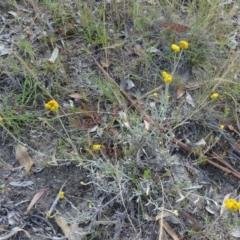 Chrysocephalum apiculatum at Kambah, ACT - 19 Nov 2014 08:35 AM