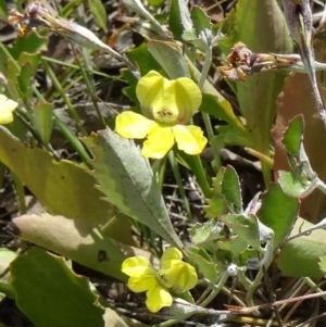 Goodenia hederacea at Kambah, ACT - 19 Nov 2014