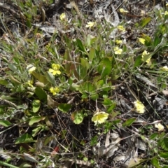 Goodenia hederacea at Kambah, ACT - 19 Nov 2014 08:41 AM