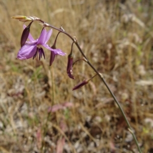 Arthropodium fimbriatum at Kambah, ACT - 19 Nov 2014