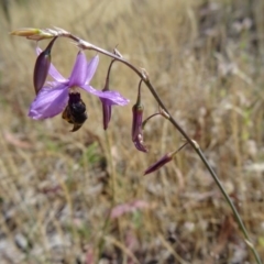 Arthropodium fimbriatum at Kambah, ACT - 19 Nov 2014