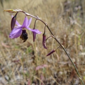 Arthropodium fimbriatum at Kambah, ACT - 19 Nov 2014