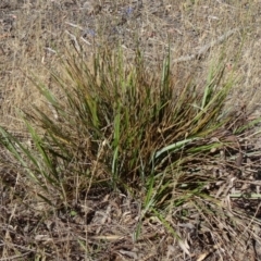 Dianella revoluta var. revoluta (Black-Anther Flax Lily) at Kambah, ACT - 19 Nov 2014 by galah681