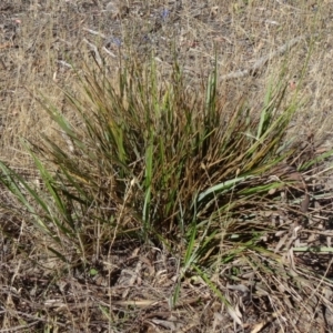 Dianella revoluta var. revoluta at Kambah, ACT - 19 Nov 2014