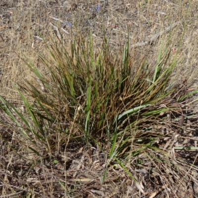 Dianella revoluta var. revoluta (Black-Anther Flax Lily) at Kambah, ACT - 18 Nov 2014 by galah681