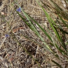 Dianella revoluta var. revoluta at Kambah, ACT - 19 Nov 2014 08:46 AM