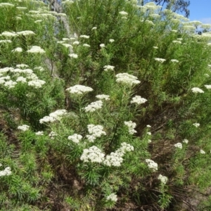 Cassinia longifolia at Kambah, ACT - 19 Nov 2014