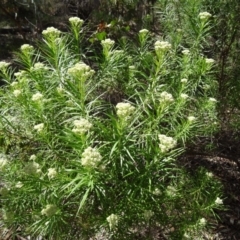 Cassinia longifolia (Shiny Cassinia, Cauliflower Bush) at Kambah, ACT - 19 Nov 2014 by galah681