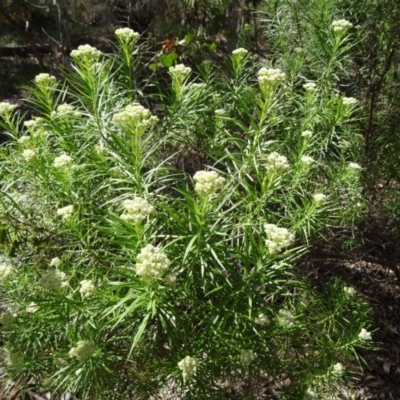 Cassinia longifolia (Shiny Cassinia, Cauliflower Bush) at Kambah, ACT - 19 Nov 2014 by galah681