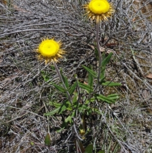 Coronidium oxylepis subsp. lanatum at Canberra Central, ACT - 19 Nov 2014