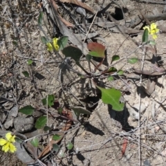 Goodenia hederacea (Ivy Goodenia) at Black Mountain - 19 Nov 2014 by galah681