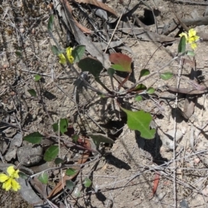 Goodenia hederacea at Canberra Central, ACT - 19 Nov 2014