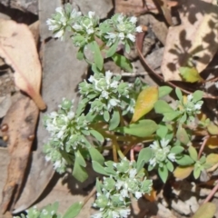 Poranthera microphylla (Small Poranthera) at Black Mountain - 19 Nov 2014 by galah681
