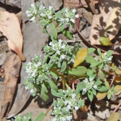 Poranthera microphylla (Small Poranthera) at Black Mountain - 19 Nov 2014 by galah681