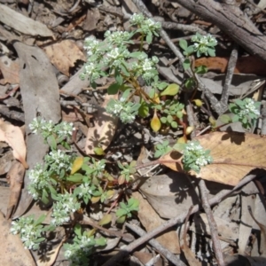 Poranthera microphylla at Canberra Central, ACT - 19 Nov 2014