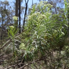 Cassinia longifolia (Shiny Cassinia, Cauliflower Bush) at Black Mountain - 19 Nov 2014 by galah681