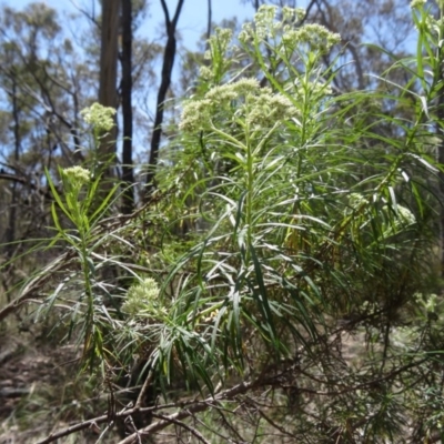 Cassinia longifolia (Shiny Cassinia, Cauliflower Bush) at Point 5204 - 19 Nov 2014 by galah681