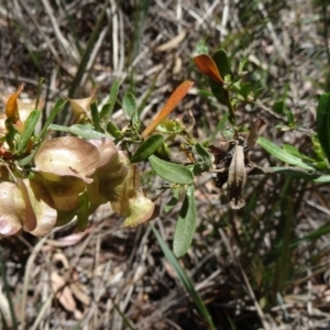 Dodonaea viscosa at Canberra Central, ACT - 19 Nov 2014 11:12 AM