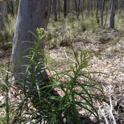 Cassinia longifolia (Shiny Cassinia, Cauliflower Bush) at Black Mountain - 19 Nov 2014 by galah681