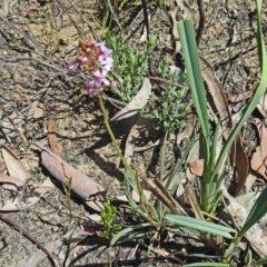 Stylidium graminifolium (Grass Triggerplant) at Canberra Central, ACT - 19 Nov 2014 by galah681