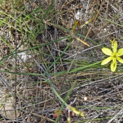 Tricoryne elatior (Yellow Rush Lily) at Black Mountain - 19 Nov 2014 by galah681