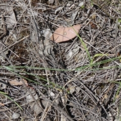 Tricoryne elatior at Canberra Central, ACT - 19 Nov 2014 11:25 AM