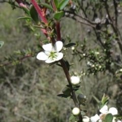 Leptospermum continentale (Prickly Teatree) at Black Mountain - 19 Nov 2014 by galah681