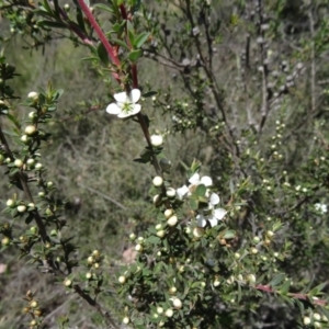 Leptospermum continentale at Canberra Central, ACT - 19 Nov 2014 11:25 AM