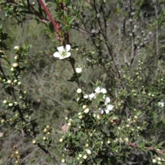 Leptospermum continentale at Canberra Central, ACT - 19 Nov 2014