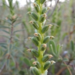 Microtis parviflora (Slender Onion Orchid) at Conder, ACT - 7 Nov 2014 by MichaelBedingfield