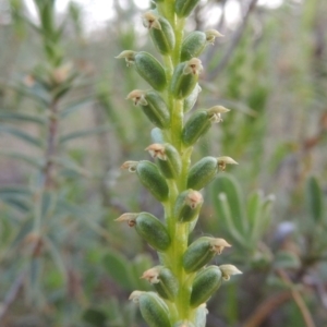 Microtis parviflora at Conder, ACT - suppressed