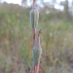 Thelymitra sp. (A Sun Orchid) at Conder, ACT - 7 Nov 2014 by michaelb