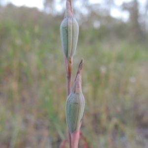 Thelymitra sp. at Conder, ACT - suppressed