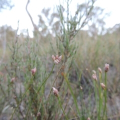 Laxmannia gracilis (Slender Wire Lily) at Tuggeranong Hill - 7 Nov 2014 by michaelb