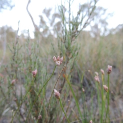 Laxmannia gracilis (Slender Wire Lily) at Conder, ACT - 7 Nov 2014 by michaelb