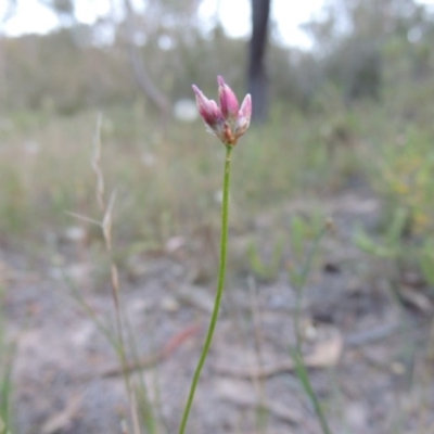 Laxmannia gracilis (Slender Wire Lily) at Conder, ACT - 7 Nov 2014 by michaelb