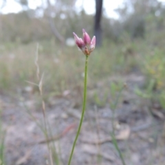 Laxmannia gracilis (Slender wire lily) at Conder, ACT - 7 Nov 2014 by michaelb
