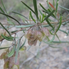 Dodonaea viscosa (Hop Bush) at Conder, ACT - 7 Nov 2014 by MichaelBedingfield