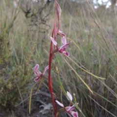 Diuris dendrobioides (Late Mauve Doubletail) by MichaelBedingfield