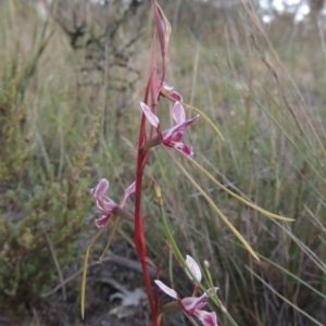 Diuris dendrobioides at suppressed - 7 Nov 2014