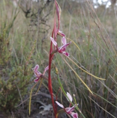 Diuris dendrobioides (Late Mauve Doubletail) at Conder, ACT - 7 Nov 2014 by michaelb