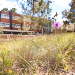 Arthropodium fimbriatum (Nodding Chocolate Lily) at Mount Ainslie to Black Mountain - 20 Nov 2014 by TimYiu