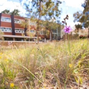 Arthropodium fimbriatum at Acton, ACT - 21 Nov 2014