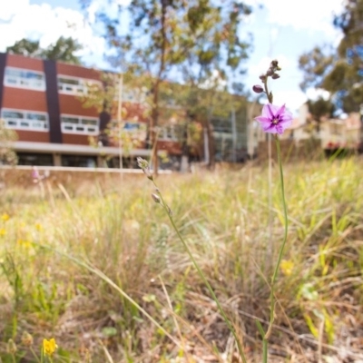 Arthropodium fimbriatum (Nodding Chocolate Lily) at Australian National University - 20 Nov 2014 by TimYiu