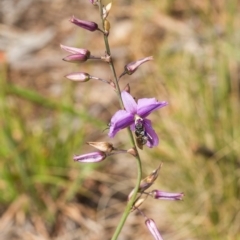 Arthropodium fimbriatum at Acton, ACT - 21 Nov 2014