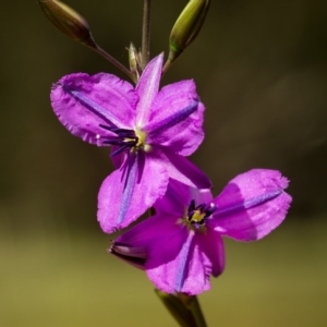 Arthropodium fimbriatum at Acton, ACT - 21 Nov 2014