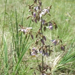 Dianella sp. aff. longifolia (Benambra) (Pale Flax Lily, Blue Flax Lily) at Australian National University - 20 Nov 2014 by TimYiu