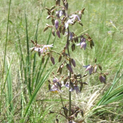 Dianella sp. aff. longifolia (Benambra) (Pale Flax Lily, Blue Flax Lily) at Mount Ainslie to Black Mountain - 21 Nov 2014 by TimYiu