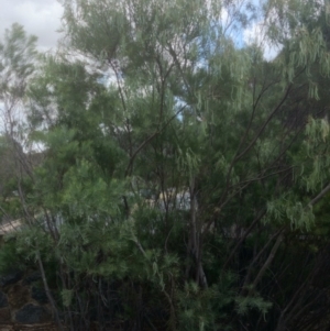 Acacia doratoxylon at Acton, ACT - 21 Nov 2014